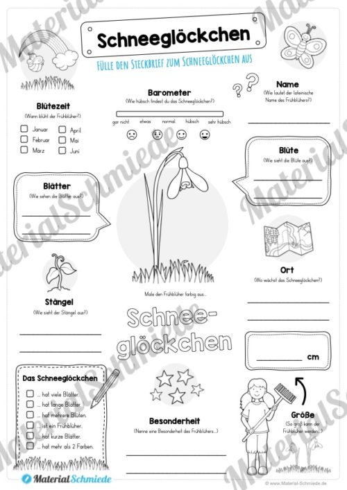 Steckbrief Schneeglöckchen (Vorschau)