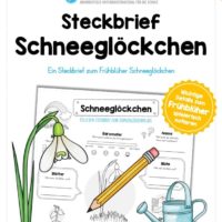Steckbrief Schneeglöckchen