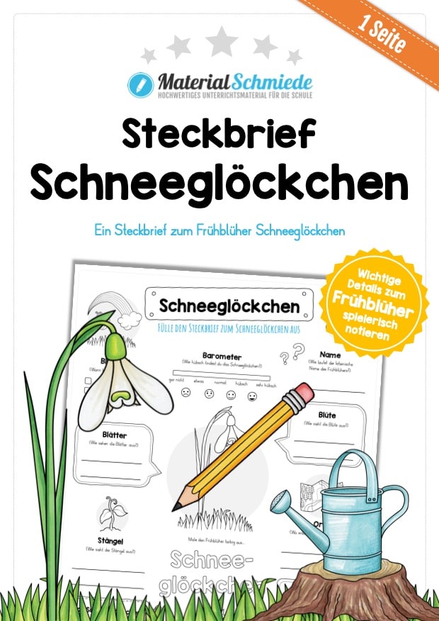 Steckbrief Schneeglöckchen