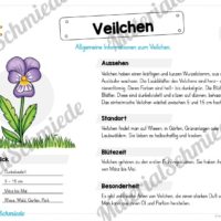 Materialpaket Veilchen (Vorschau 02)