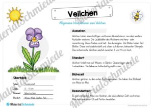 Materialpaket Veilchen (Vorschau 02)