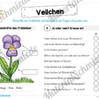 Materialpaket Veilchen (Vorschau 04)