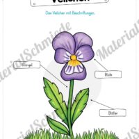 Materialpaket Veilchen (Vorschau 05)