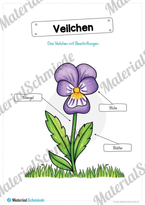 Materialpaket Veilchen (Vorschau 05)