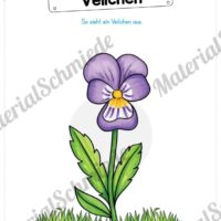 Materialpaket Veilchen (Vorschau 06)