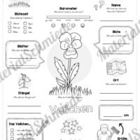 Steckbrief Veilchen (Vorschau)
