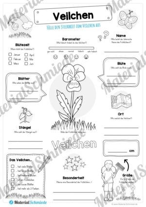 Steckbrief Veilchen (Vorschau)