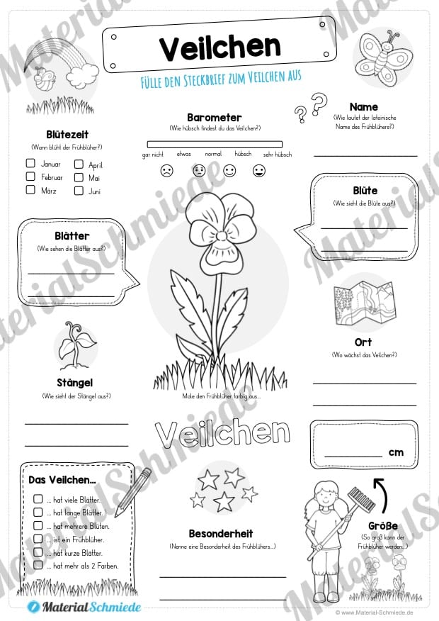 Steckbrief Veilchen (Vorschau)