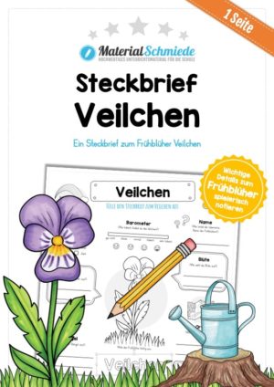 Steckbrief Veilchen