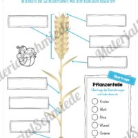 MaterialPaket: Getreide (Vorschau 01)