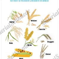 MaterialPaket: Getreide (Vorschau 03)