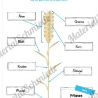 MaterialPaket: Getreide (Vorschau 05)