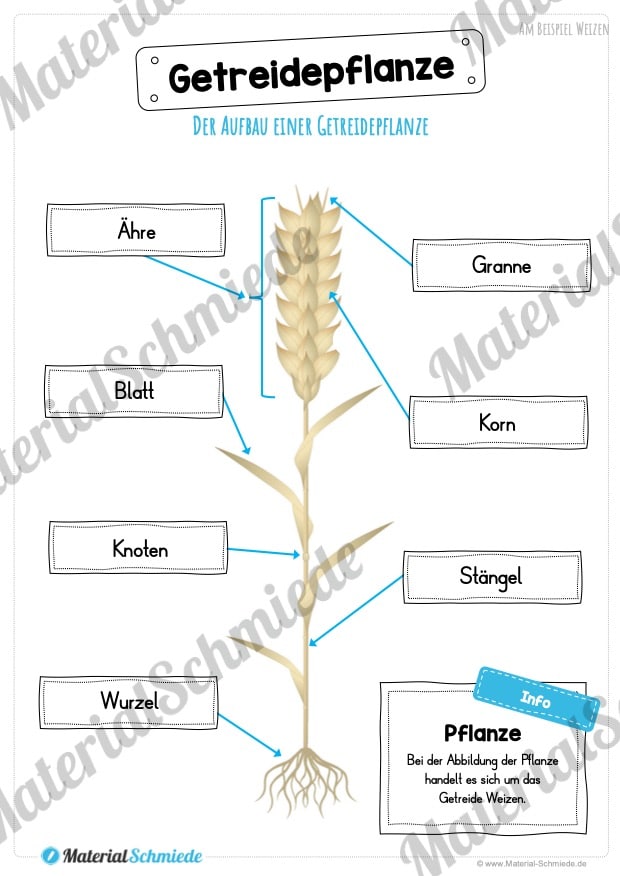 MaterialPaket: Getreide (Vorschau 05)