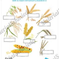 MaterialPaket: Getreide (Vorschau 06)