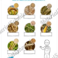 MaterialPaket: Getreide (Vorschau 08)