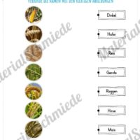 MaterialPaket: Getreide (Vorschau 09)