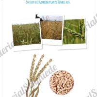 MaterialPaket: Getreide Dinkel (Vorschau 02)