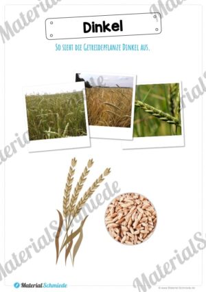 MaterialPaket: Getreide Dinkel (Vorschau 02)