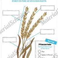 MaterialPaket: Getreide Dinkel (Vorschau 07)