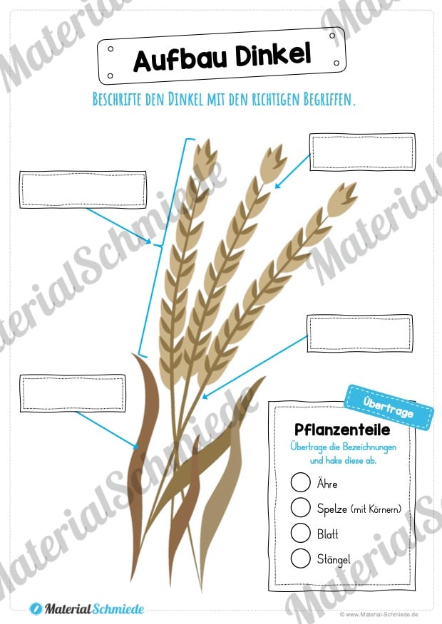 MaterialPaket: Getreide Dinkel (Vorschau 07)