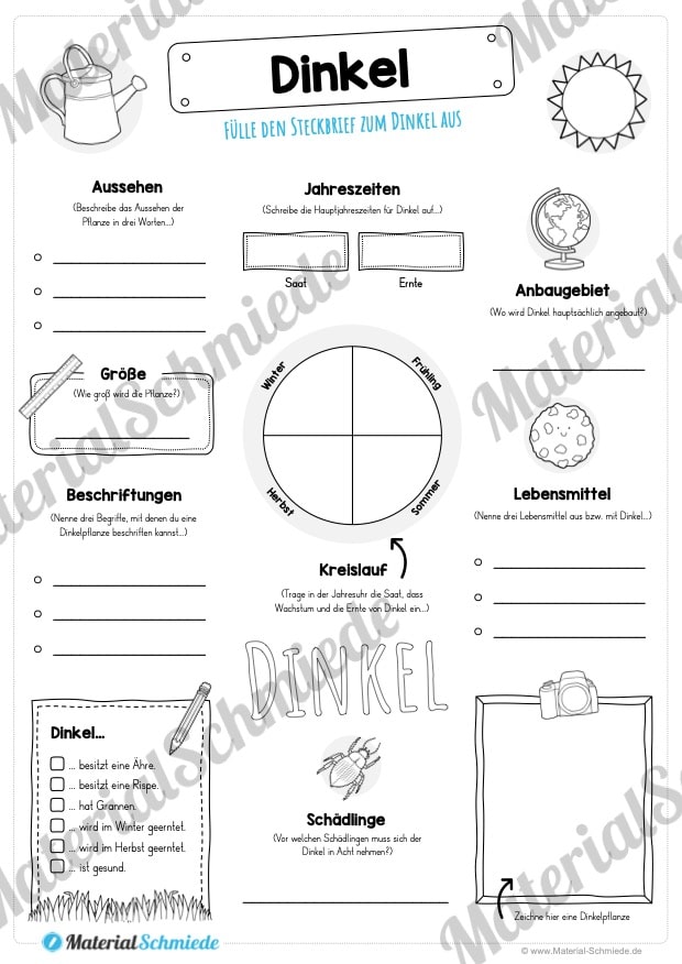 Steckbrief Dinkel (Vorschau)