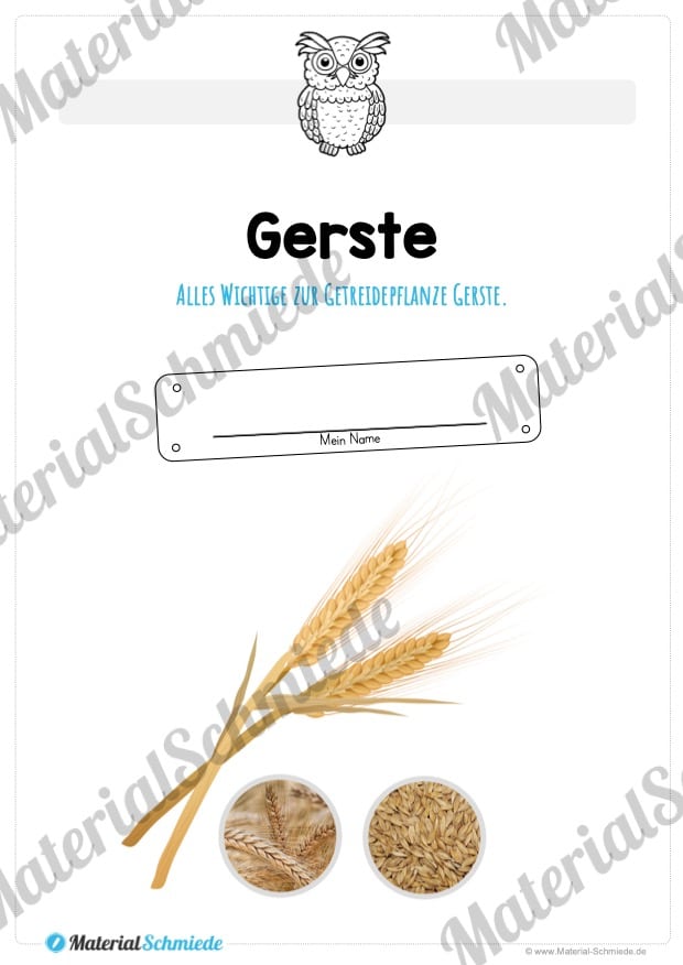 MaterialPaket: Getreide Gerste (Vorschau 01)
