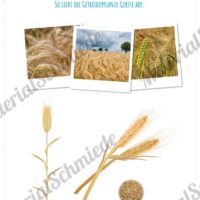MaterialPaket: Getreide Gerste (Vorschau 02)