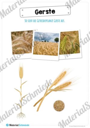MaterialPaket: Getreide Gerste (Vorschau 02)