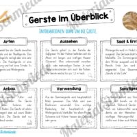 MaterialPaket: Getreide Gerste (Vorschau 03)