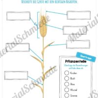 MaterialPaket: Getreide Gerste (Vorschau 07)