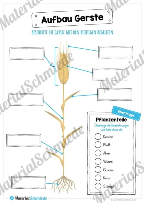 MaterialPaket: Getreide Gerste (Vorschau 07)
