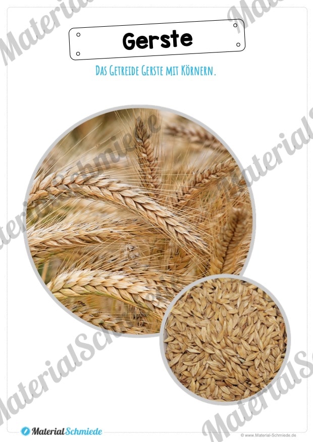 MaterialPaket: Getreide Gerste (Vorschau 08)