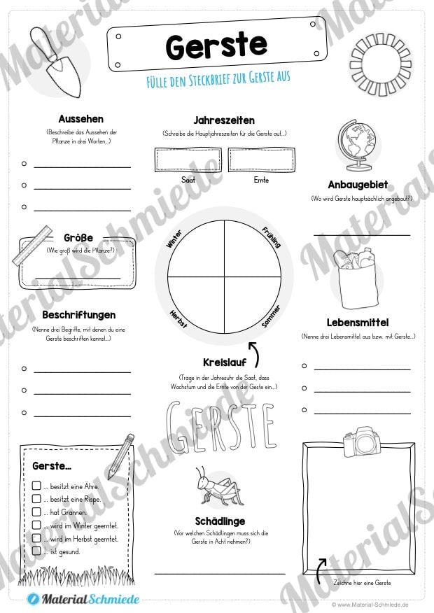 Steckbrief Gerste (Vorschau)