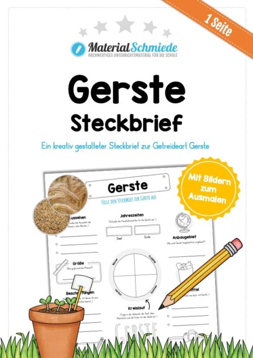 Steckbrief Gerste
