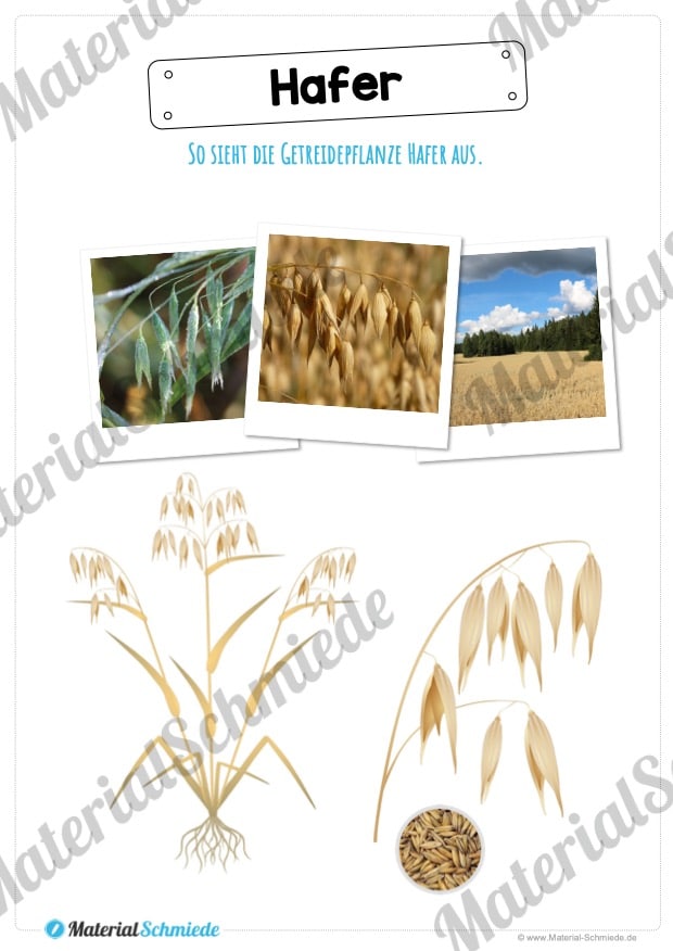 MaterialPaket: Getreide Hafer (Vorschau 02)
