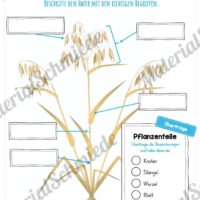 MaterialPaket: Getreide Hafer (Vorschau 07)