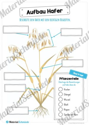 MaterialPaket: Getreide Hafer (Vorschau 07)
