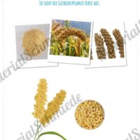 MaterialPaket: Getreide Hirse (Vorschau 02)