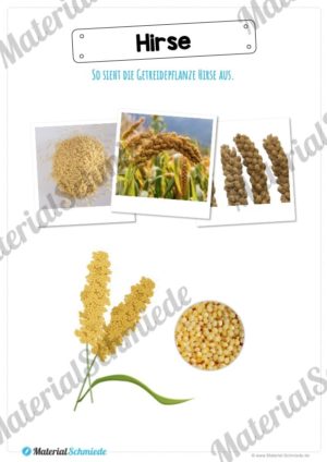 MaterialPaket: Getreide Hirse (Vorschau 02)
