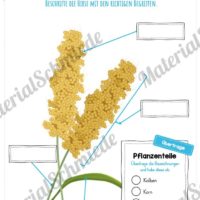 MaterialPaket: Getreide Hirse (Vorschau 07)