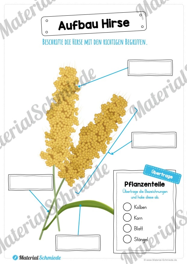 MaterialPaket: Getreide Hirse (Vorschau 07)