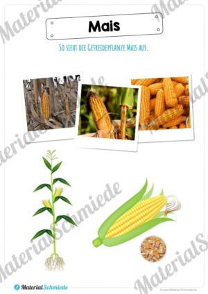 MaterialPaket: Getreide Mais (Vorschau 02)