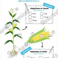 MaterialPaket: Getreide Mais (Vorschau 07)