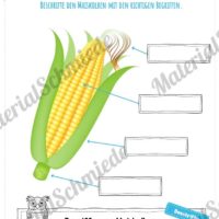 MaterialPaket: Getreide Mais (Vorschau 08)