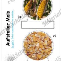 MaterialPaket: Getreide Mais (Vorschau 09)