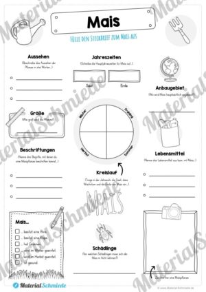 Steckbrief Mais (Vorschau)