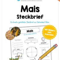 Steckbrief Mais