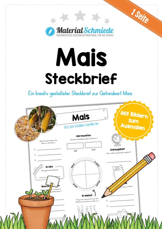 Steckbrief Mais