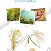 MaterialPaket: Getreide Reis (Vorschau 01)