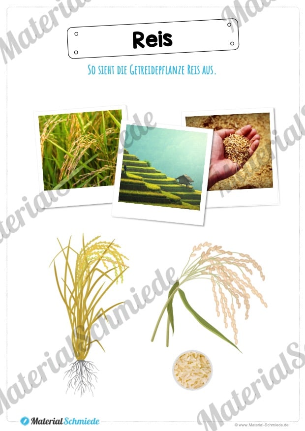 MaterialPaket: Getreide Reis (Vorschau 01)